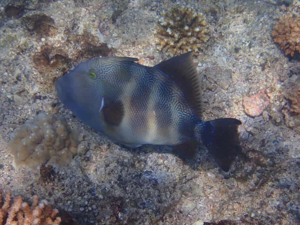 Pesce balestra di pietra (Pseudobalistes naufragium)