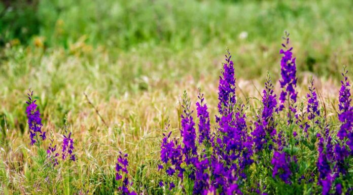 Delphinium ajacis vicino sullo sfondo.  Fiori multicolori di Larkspur.  Delphinium putple, fiori blu e rosa crescono nel giardino, Campo fiorito con Rocket Larkspur (Consolida ambigua).  orientalis