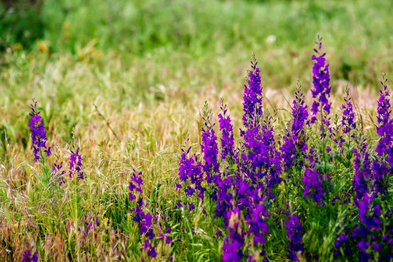 Delphinium ajacis vicino sullo sfondo.  Fiori multicolori di Larkspur.  Delphinium putple, fiori blu e rosa crescono nel giardino, Campo fiorito con Rocket Larkspur (Consolida ambigua).  orientalis