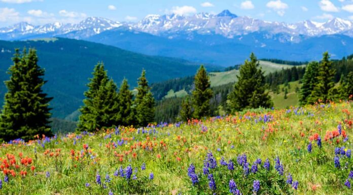 Fiori Selvatici in fiore sul Santuario Pass, Vail, Colorado, Stati Uniti d'America.
