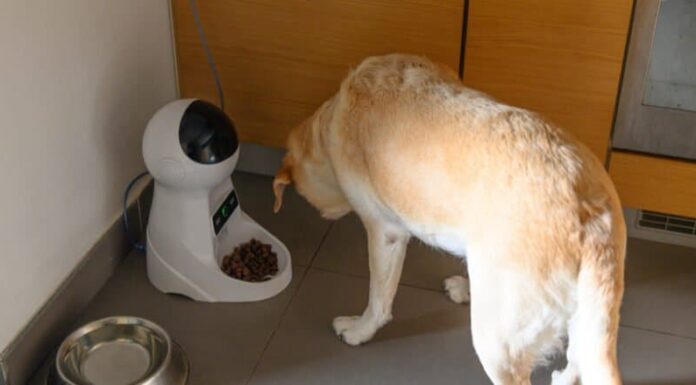 cane che mangia dalla mangiatoia automatica per cani