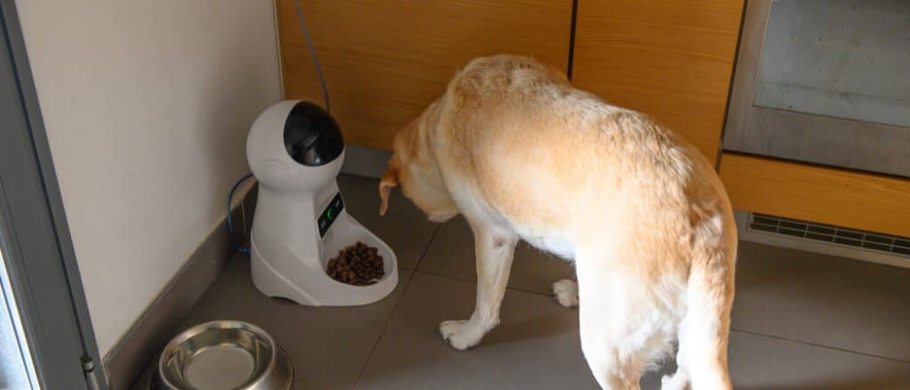 cane che mangia dalla mangiatoia automatica per cani