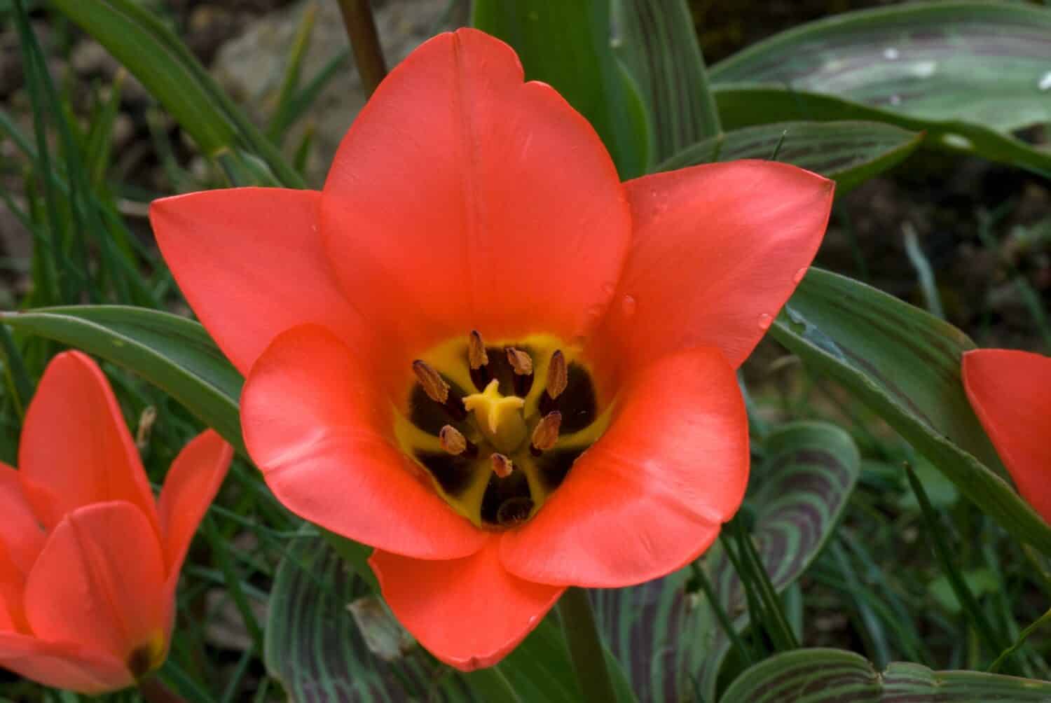 Tulipa 'Sweet Lady' è un Tulipano Greigii (Div. 14) con fiori rossi