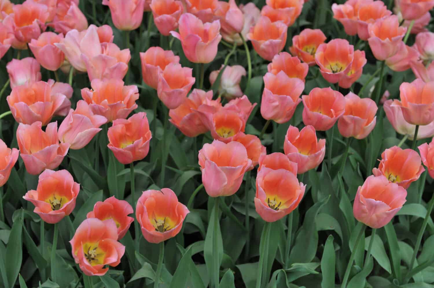 Pink Single Early tulips (Tulipa) Beauty Queen fioriscono in un giardino nell'aprile 2009