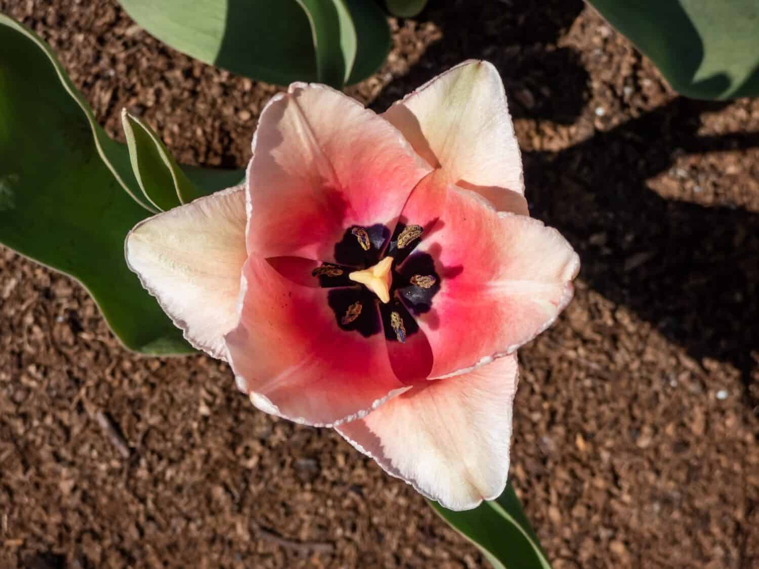 Tulip Salmon Impression con rosa pallido delicatamente sfumato di fiori rosa albicocca.  I fiori sono grandi ea forma di calice sostenuti da steli alti e robusti.  I petali interni sono salmone profondo con una base bluastra