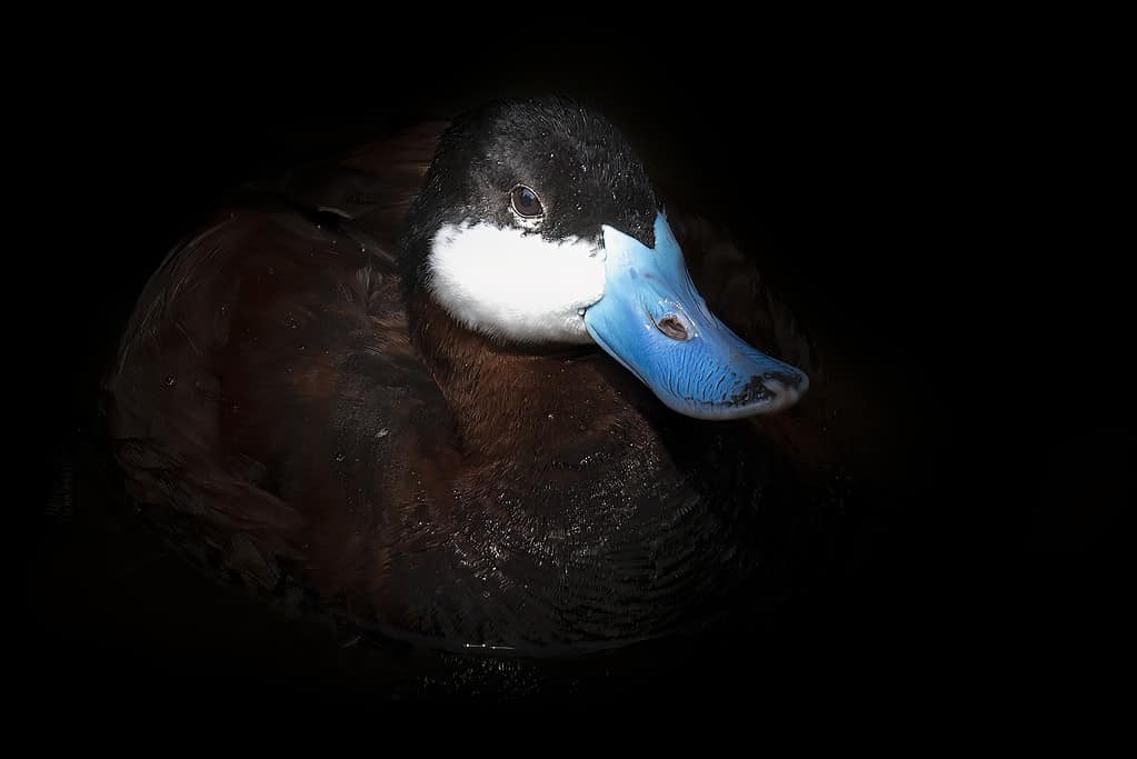 L'anatra rubiconda - drake (Oxyura jamaicensis)