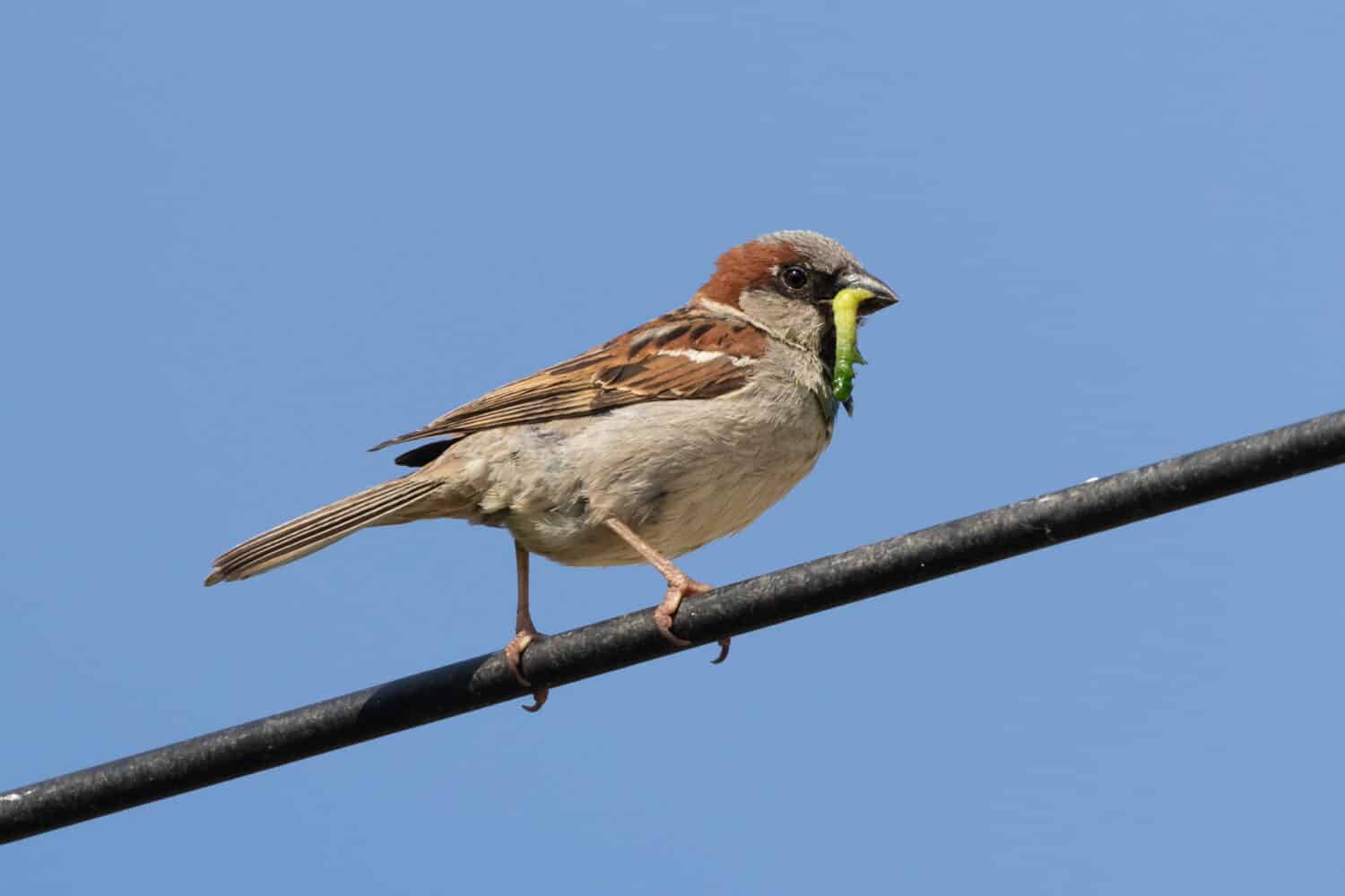 Passero domestico (passer domesticus) con grub verde nel becco appollaiato sul cavo nero