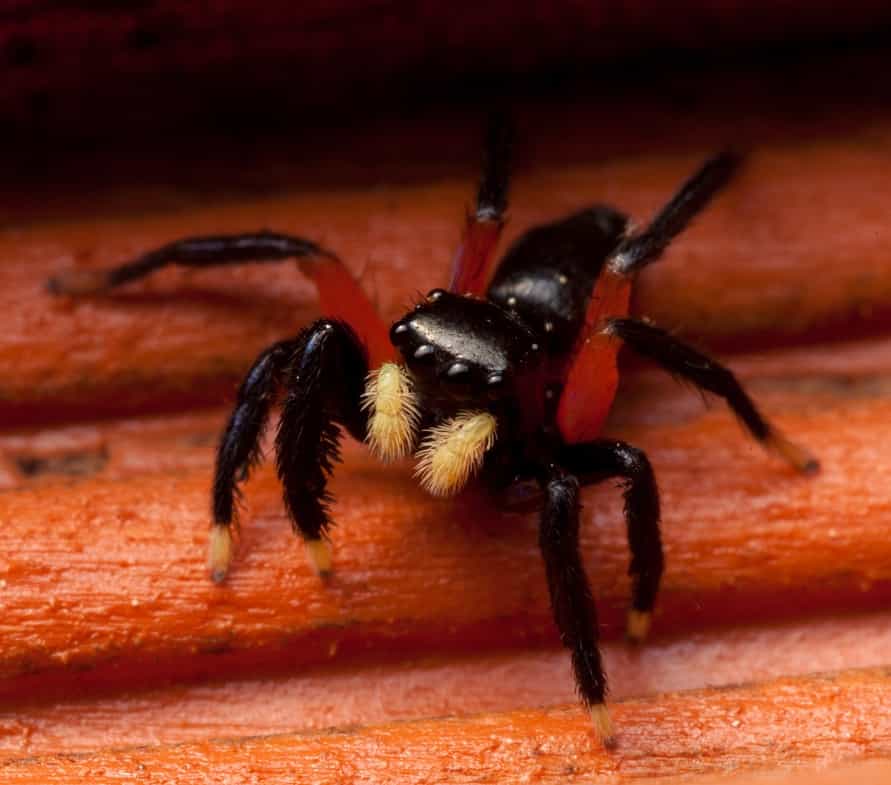 Euophrys monadnock, o ragno saltatore contrastante