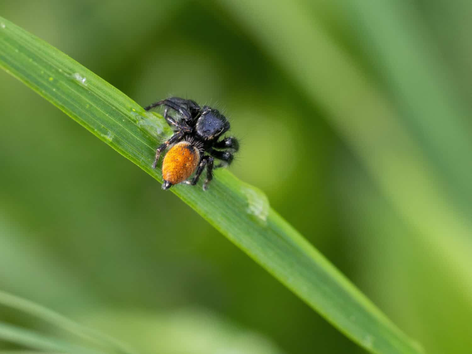 Phidippus johnsoni, il ragno saltatore dal dorso rosso, è uno dei ragni saltatori più grandi e più comunemente incontrati.