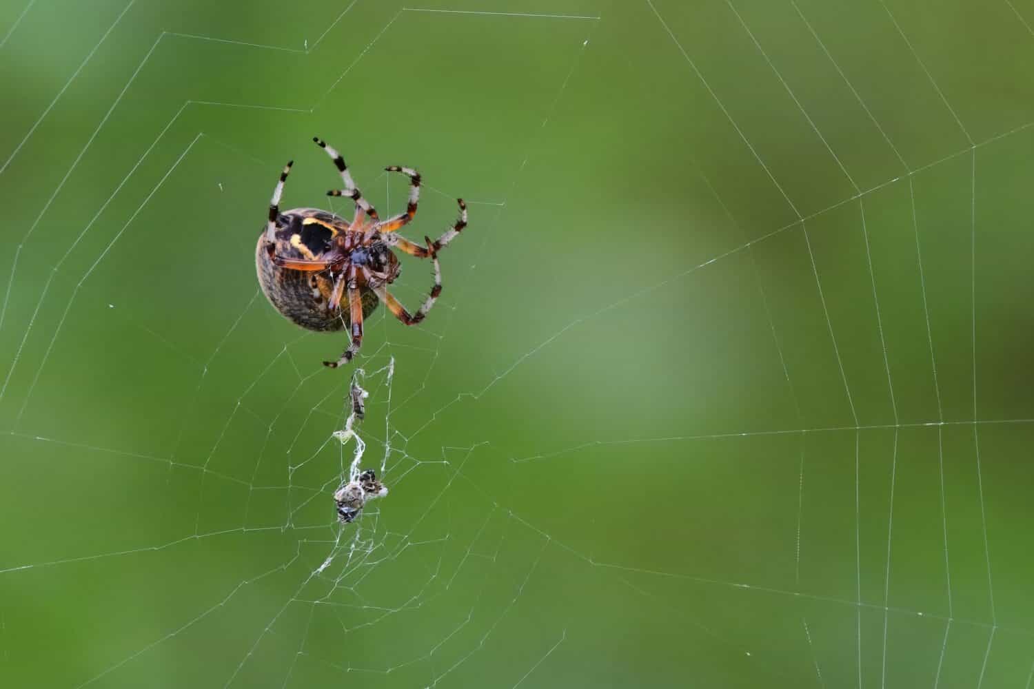 Un tessitore di sfere marmorizzate (Araneus marmoreus) lavora per tessere una tela nella foresta boreale dell'Alaska.