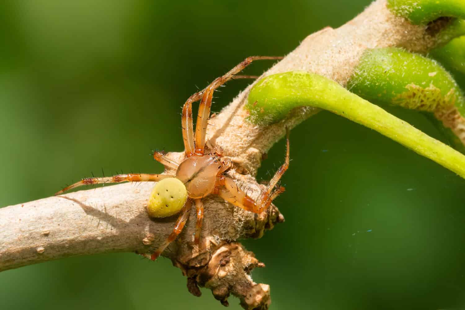 Un maschio di Shamrock Orbweaver sta riposando su un piccolo ramo.  Taylor Creek Park, Toronto, Ontario, Canada.