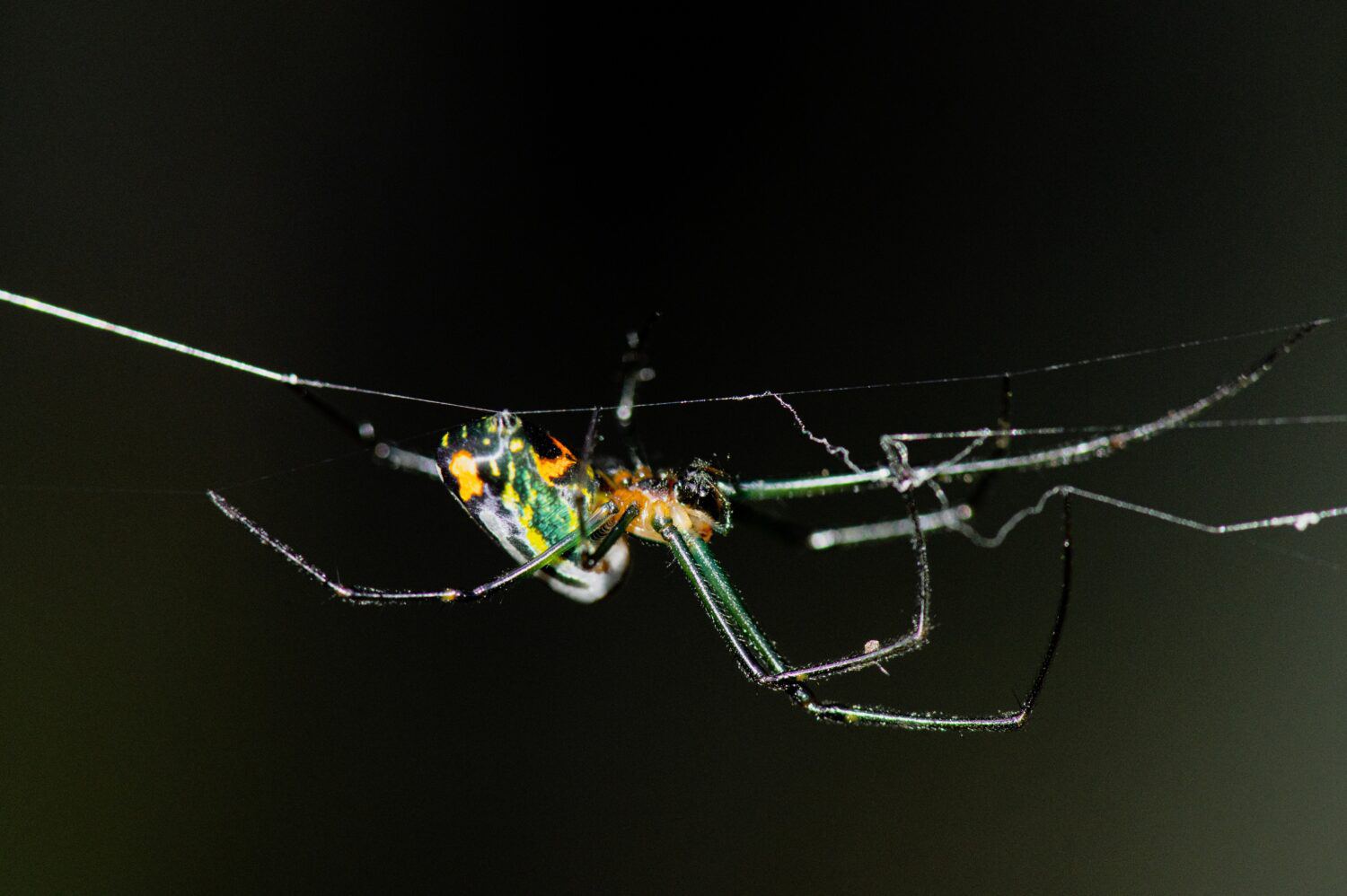 Ragno del frutteto, orbweaver del frutteto, nome scientifico: Leucauge venusta che produce fili di ordito per la sua rete.