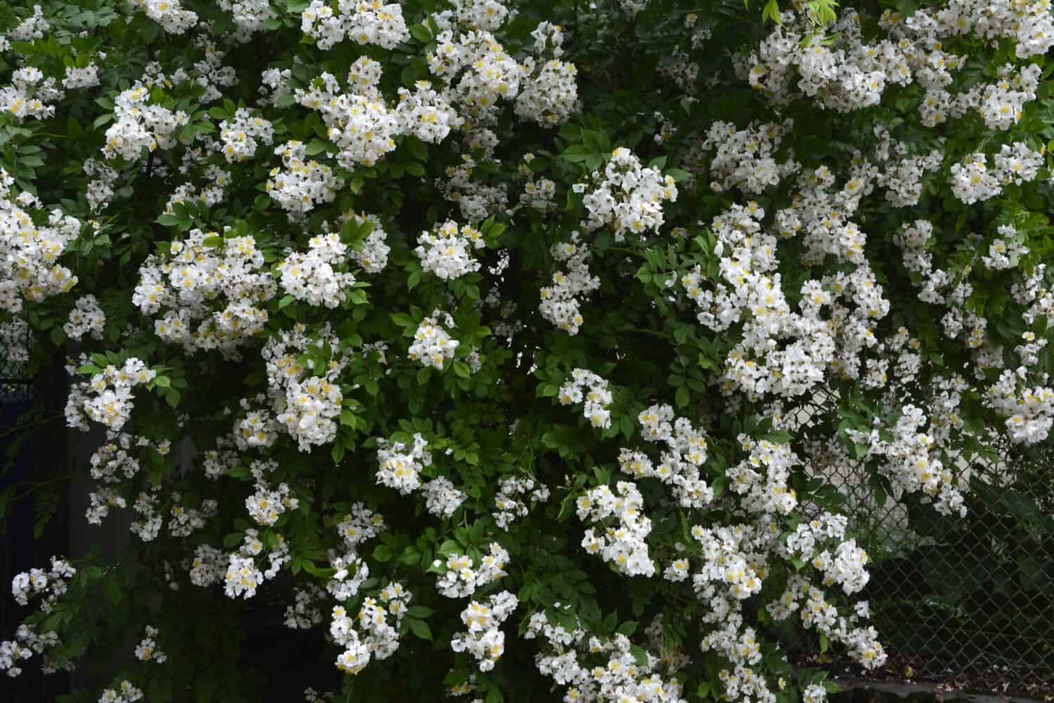 Rosa multiflora (rosa giapponese). Bella rosa bianca pura - Rosa multiflora in fiore sulla riva di un lago.  Piccolo gruppo di rose selvatiche multiflora.