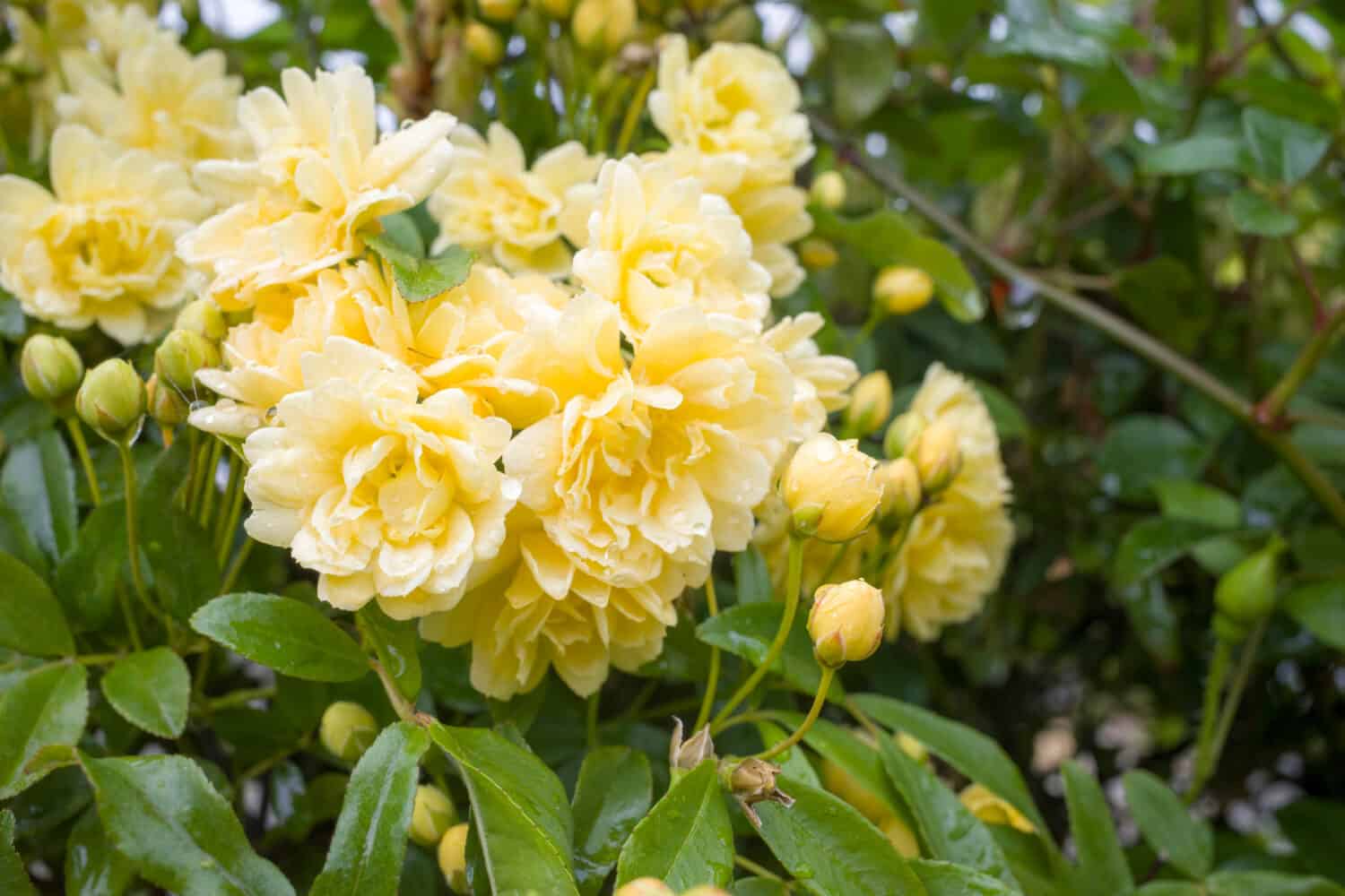 Rosa di Lady Banks (Rosa banksiae) con un bel giallo fresco