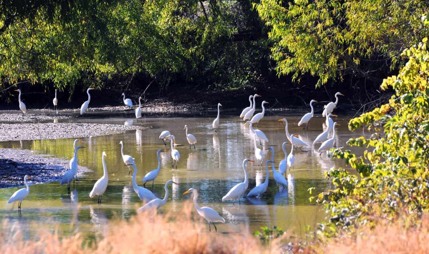Un folto gruppo di aironi bianchi guada in un torrente poco profondo nella zona del delta dell'Arkansas.