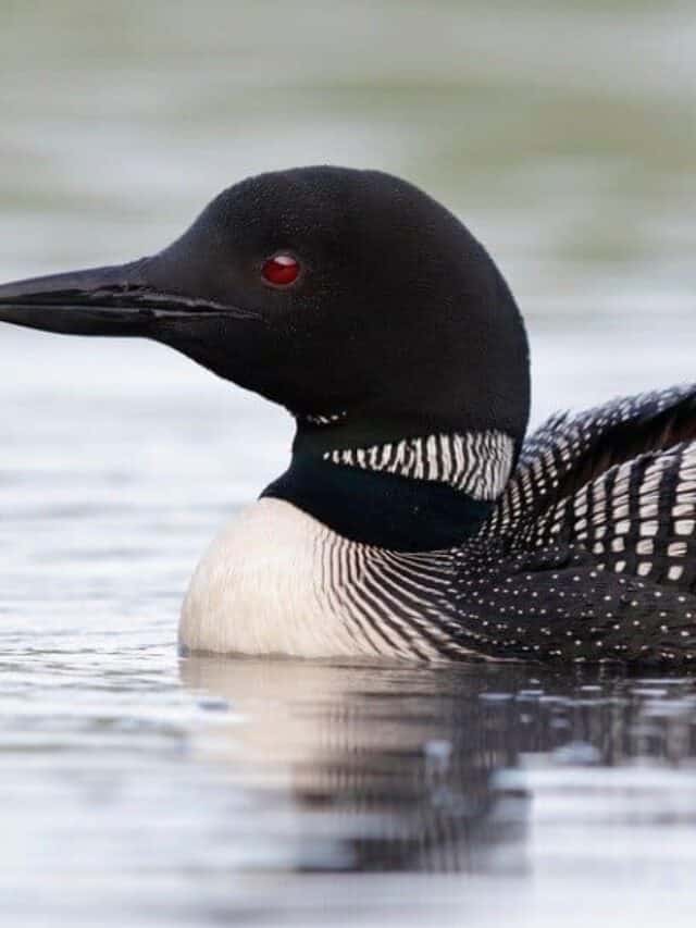 Uccelli che sembrano anatre: Loon comune