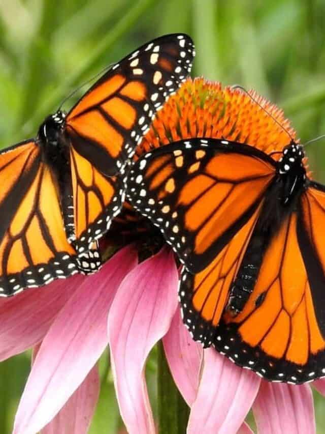 Farfalle monarca in appoggio sul fiore