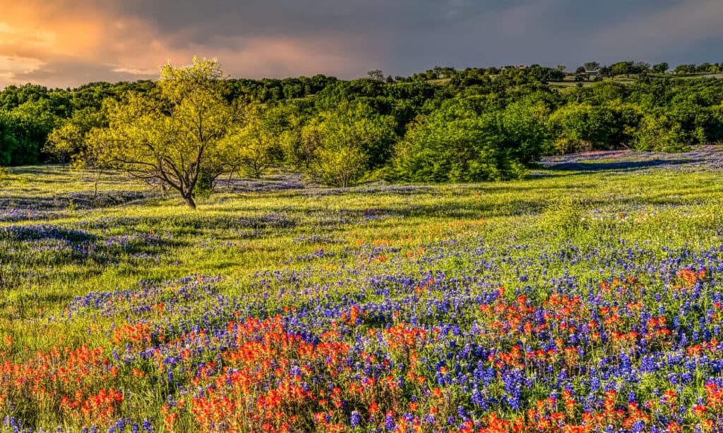 Texas, Ranch, Scena rurale, Fiore selvatico, Campo agricolo