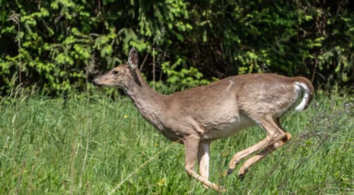 Cervo dalla coda bianca (Odocoileus virginianus) che salta attraverso il campo