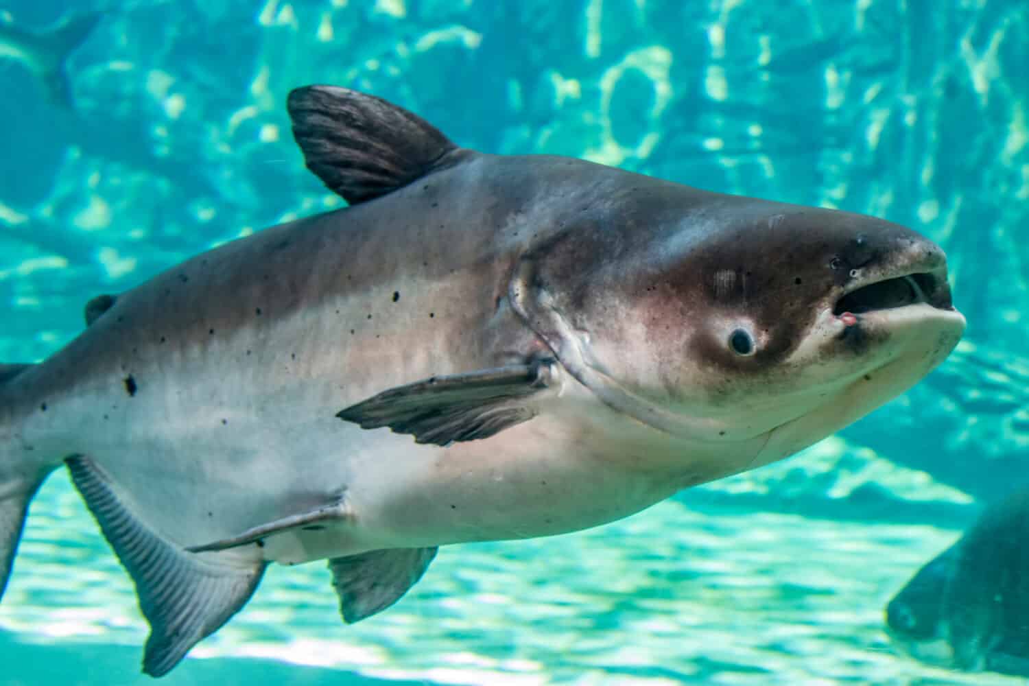 Il pesce gatto gigante del Mekong (Pangasianodon gigas) è una grande specie di pesce gatto in pericolo di estinzione, originaria del bacino del Mekong nel sud-est asiatico e dell'adiacente Cina.