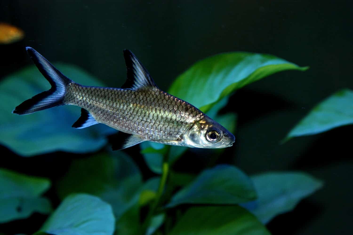 Lo squalo bala, Balantiocheilos melanopterus, squalo d'argento, non è un vero squalo, ma è comunemente chiamato così per il suo corpo a forma di siluro