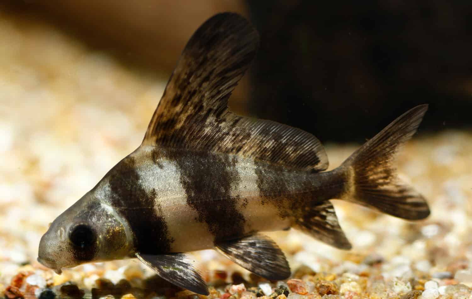 Hifin Loach cinese o squalo fasciato cinese (Myxocyprinus asiaticus)