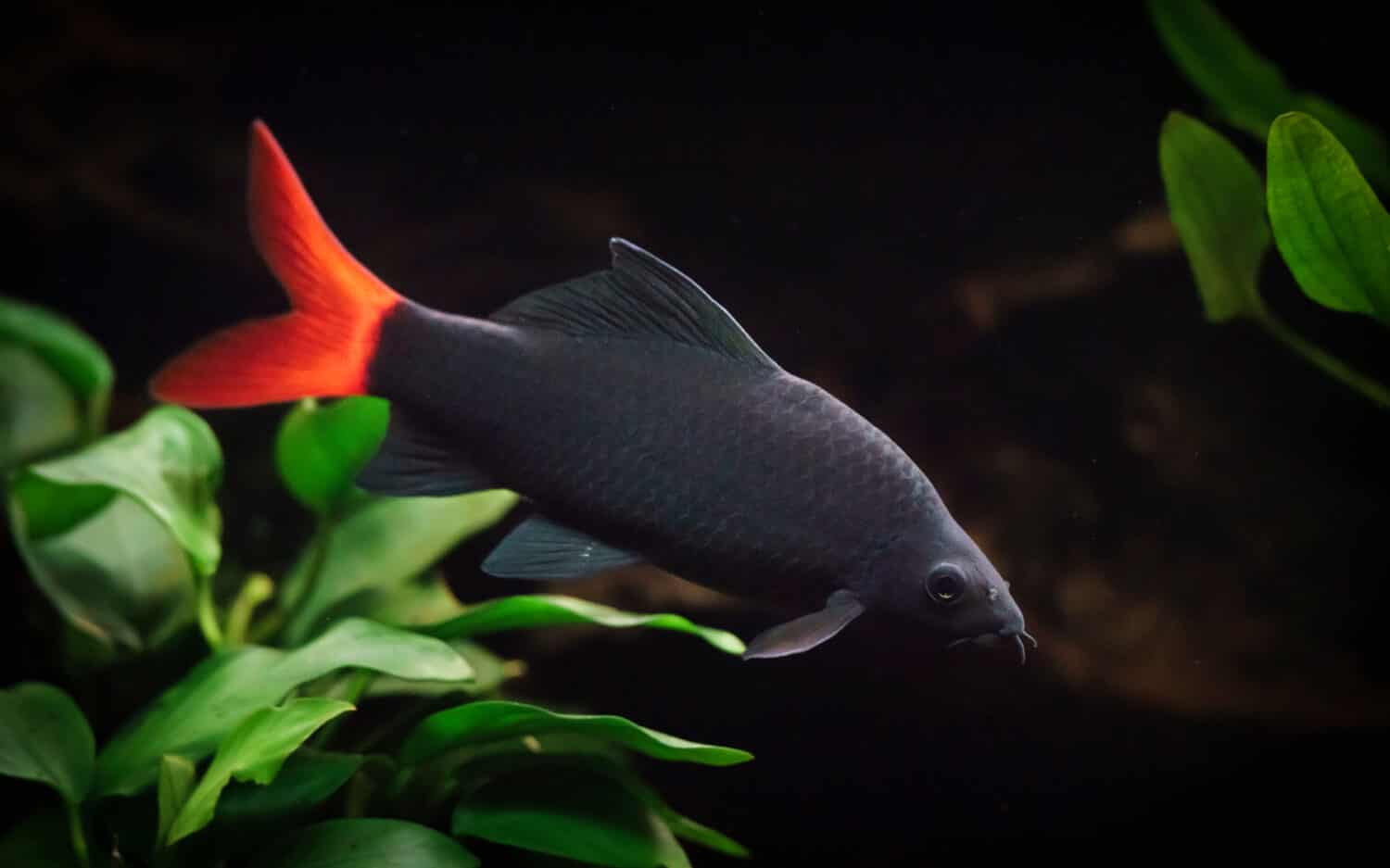 Squalo nero dalla coda rossa (Epalzeorhynchos bicolore) che nuota in un acquario con piante