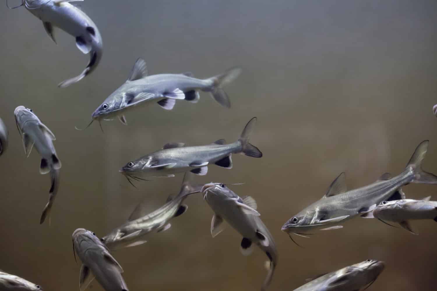 Pesce gatto di mare Tete (Ariopsis seembianni), noto anche come pesce gatto squalo colombiano.