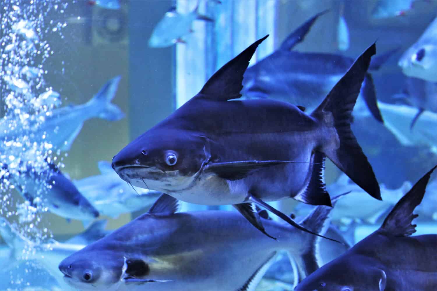 Il pangasio gigante (Pangasius sanitwongsei) nuota in un acquario d'acqua dolce.  è una specie di pesce d'acqua dolce della famiglia Pangasiidae che si trova nei bacini del Chao Phraya e del Mekong in Indocina. 