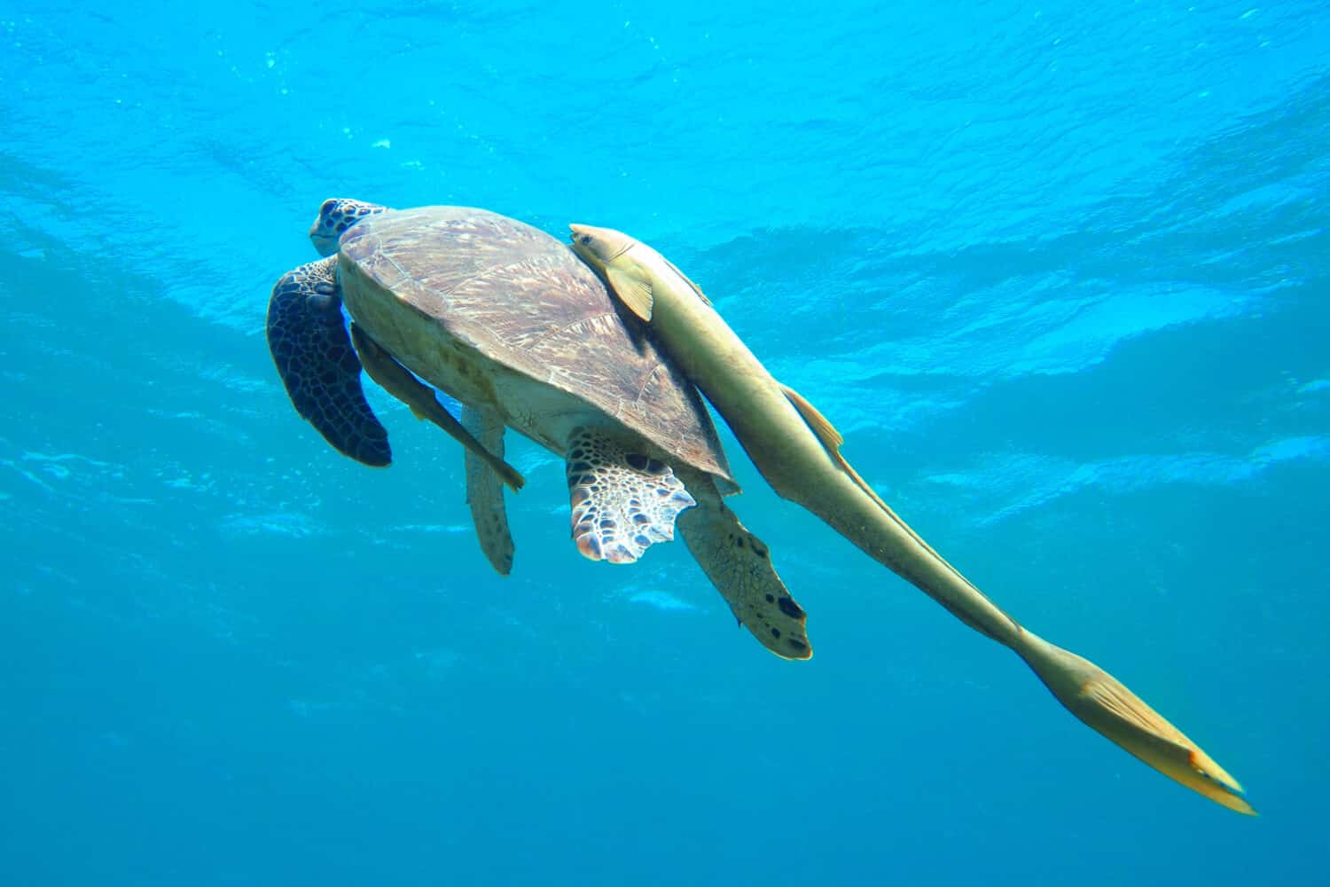 Tartaruga verde (Chelonia mydas) con remora gialla (Echeneidae)