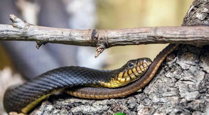 Serpente d'acqua dal ventre piatto (Nerodia erythrogaster)