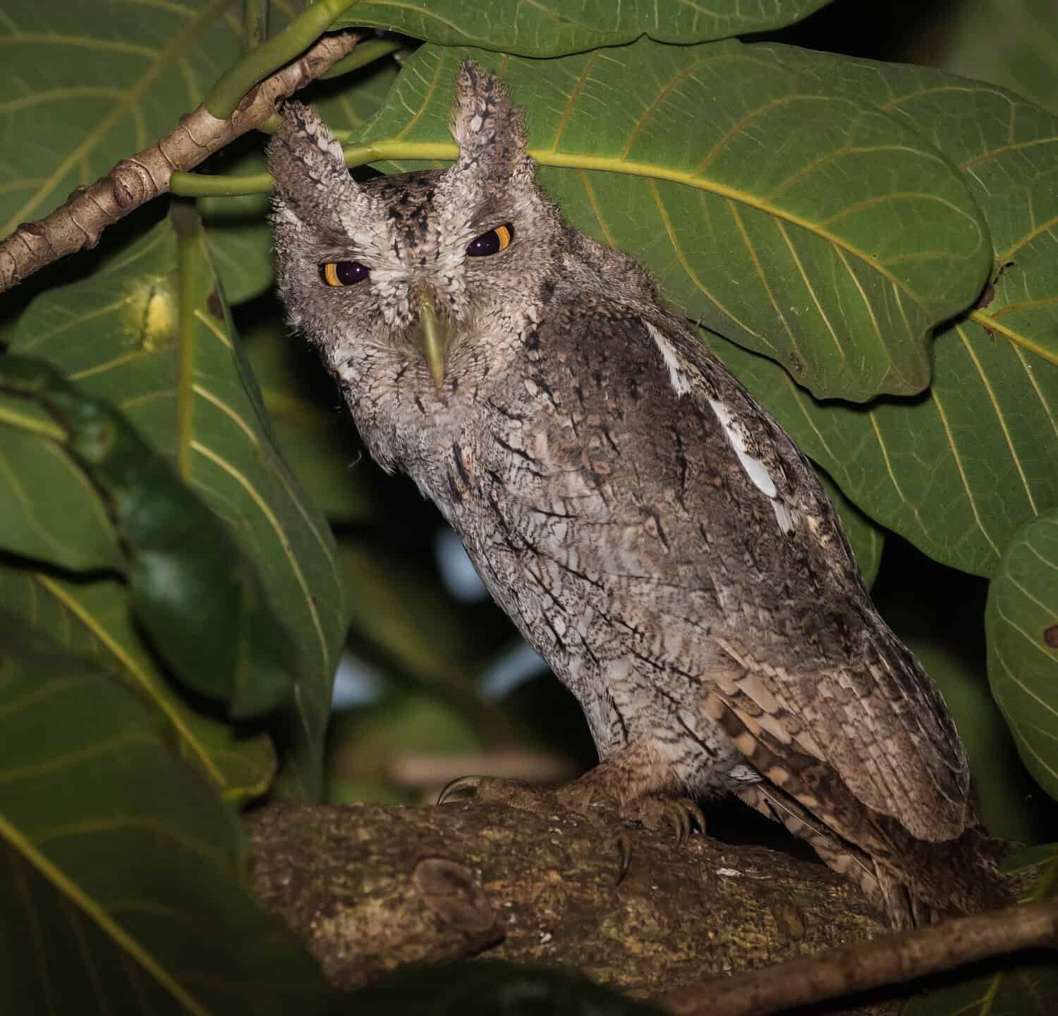 Pacific Screech Owl vicino a Tambor sulla penisola di Nicoya, Costa Rica.
