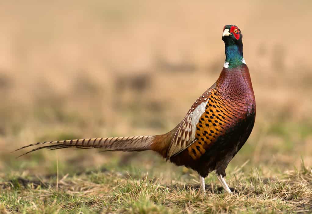 Fagiano collo ad anello (Phasianus colchicus)