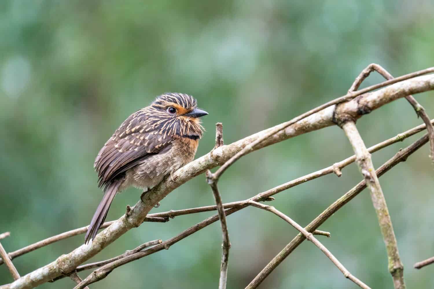 Un bellissimo Puffbird dal petto a mezzaluna è appollaiato su un ramoscello nella foresta di Alto Castelinho, Vargem Alta - Espírito Santo, Brasile