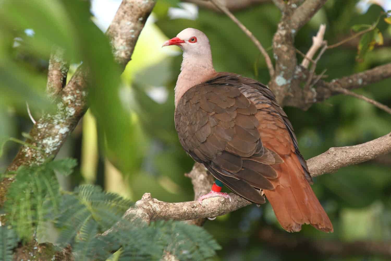 Foto ritratto Pink Pigeon Mauritius