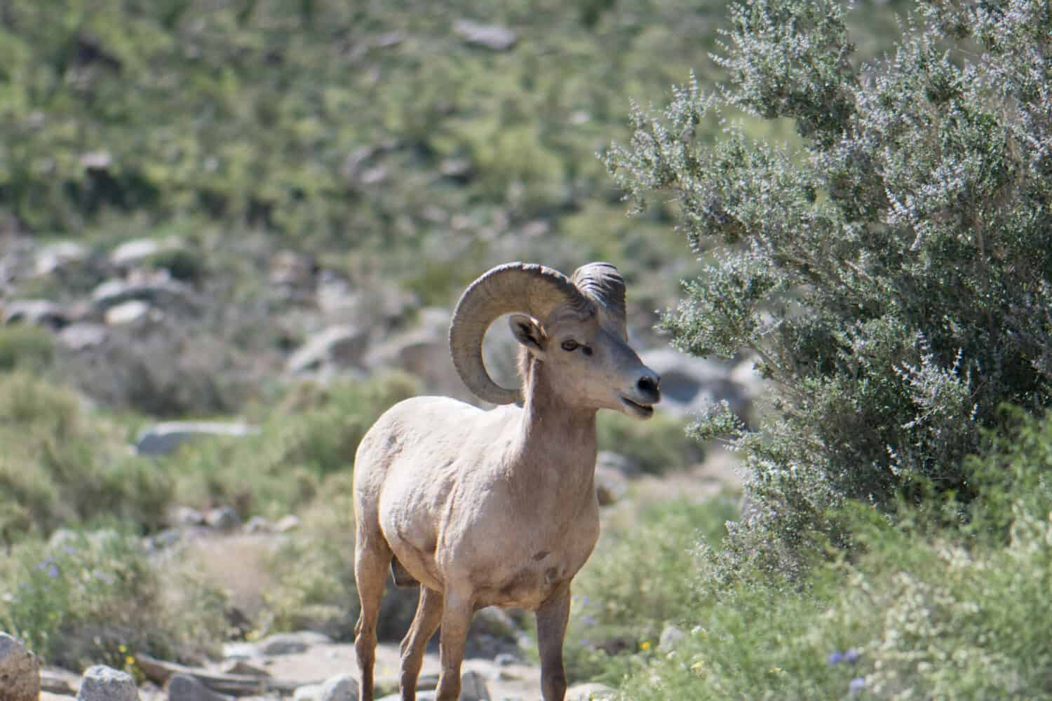 Pecora bighorn peninsulare (Ovis canadensis nelsoni) nel deserto Anza-Borrego della contea di San Diego, California