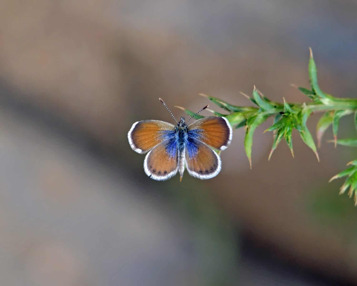 Farfalla pigmeo-blu occidentale (Brephidium exilis).