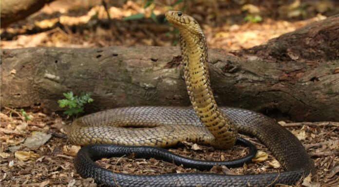 Morsi di serpente più letali - Forest Cobra (Naja melanoleuca)