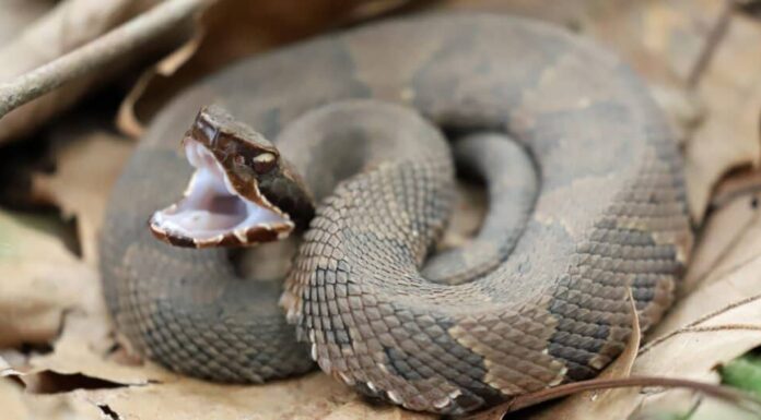 Vista laterale di un serpente Cottonmouth, pronto a colpire.  Il serpente ha una grande testa a forma di vanga.