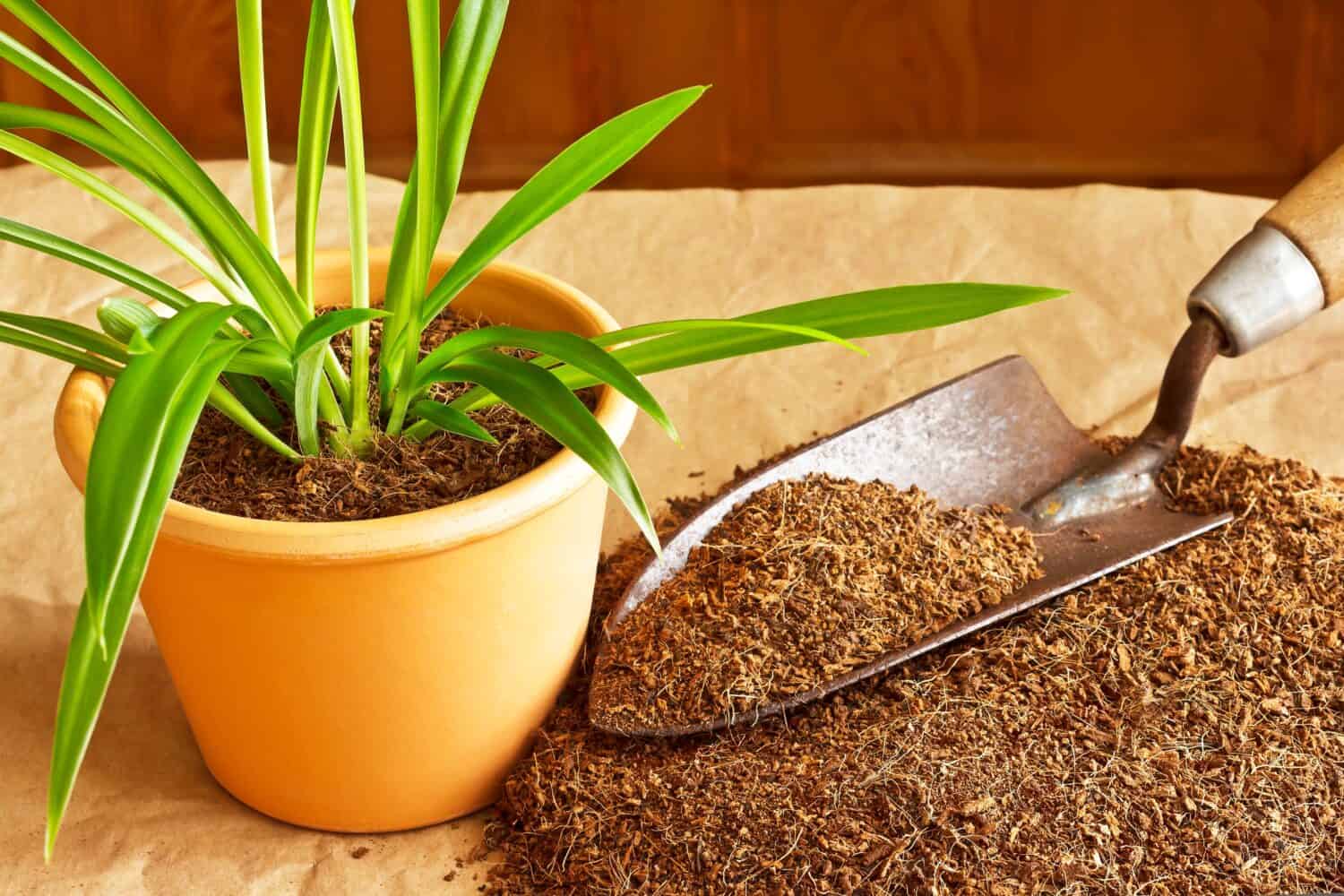 Substrato secco in fibra di cocco realizzato in modo ecologico ed economico con mattoni di cocco, usato come terriccio da coltivazione o da vaso, con spatola e una pianta in vaso.