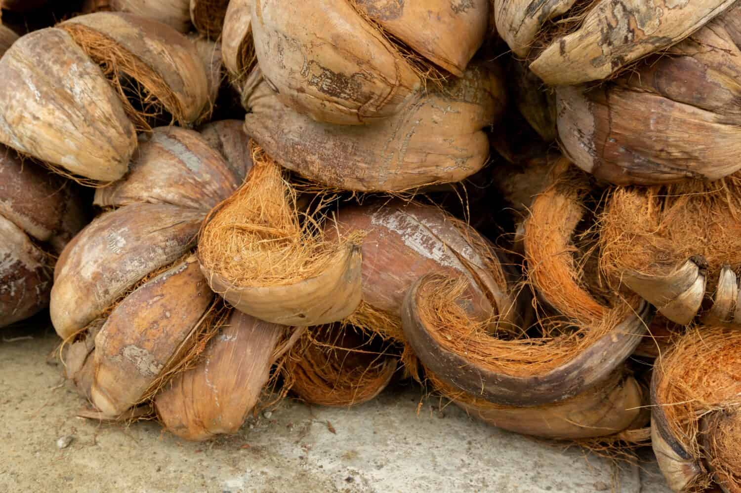 Mazzo di cocco marrone crudo.  Primo piano di guscio di cocco secco e fibra