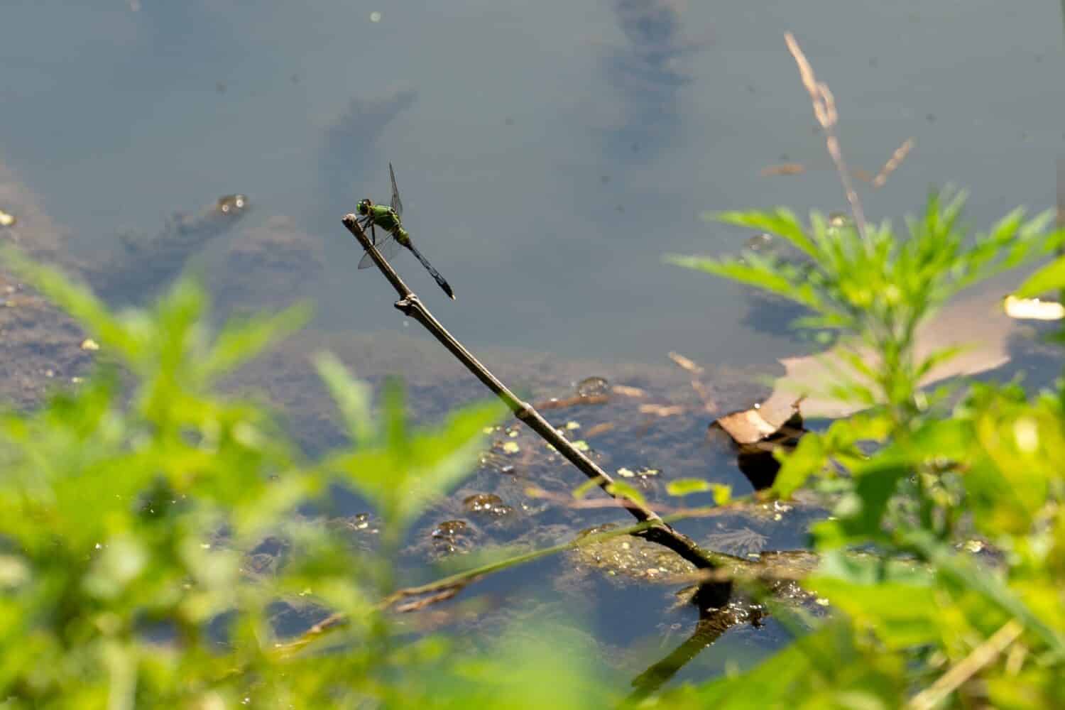 La libellula verde comune di Darner si è appollaiata sul ramo sopra lo stagno