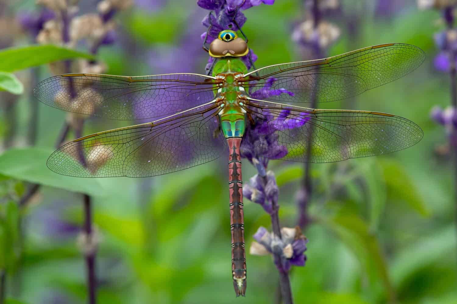 Femmina verde comune Darner Dragonfly appollaiate su un fiore viola.  Rosetta McClain Gardens, Toronto, Ontario, Canada.