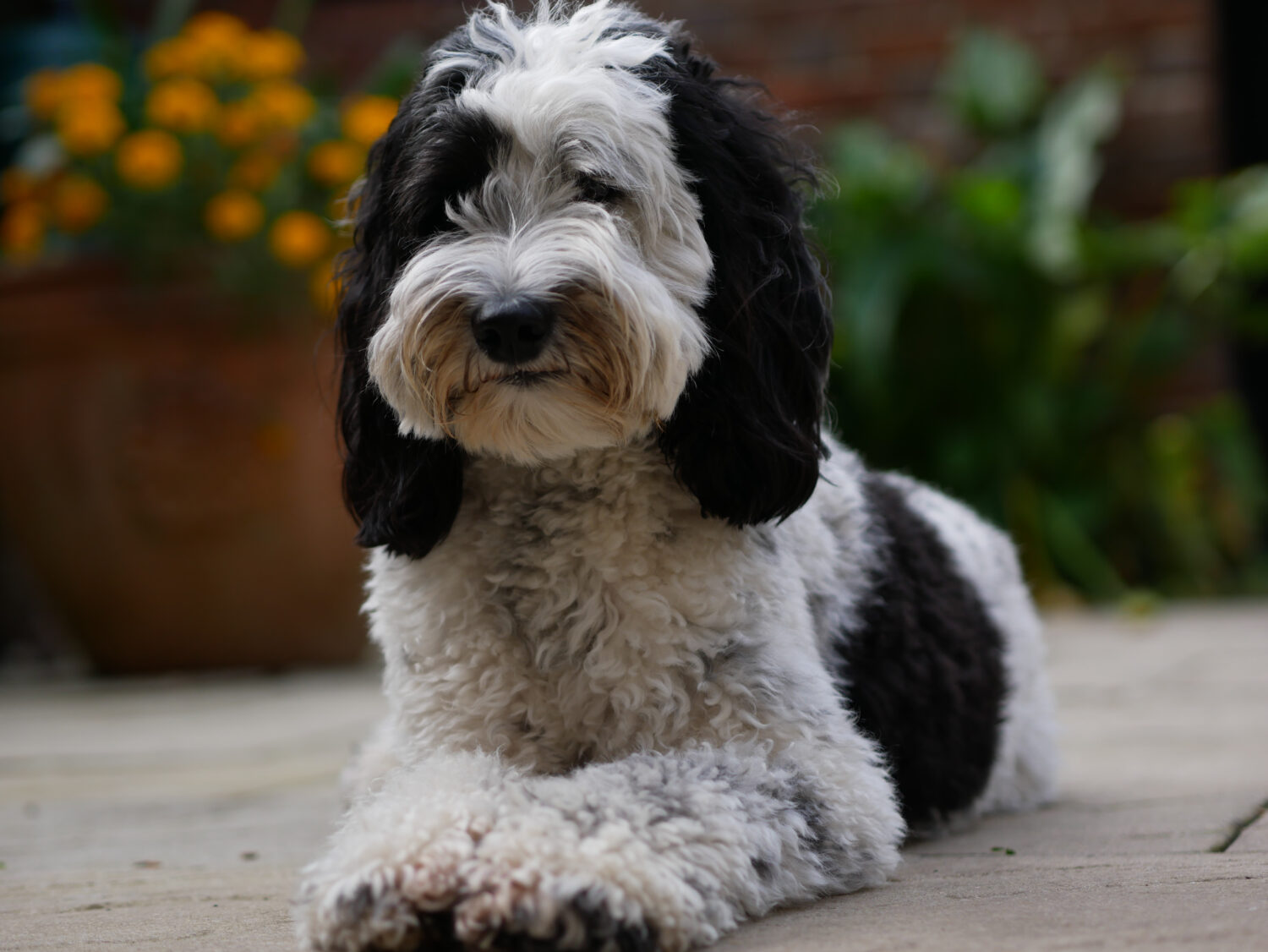 Labradoodle cagna (parti) sdraiata in un cortile davanti a un'aiuola