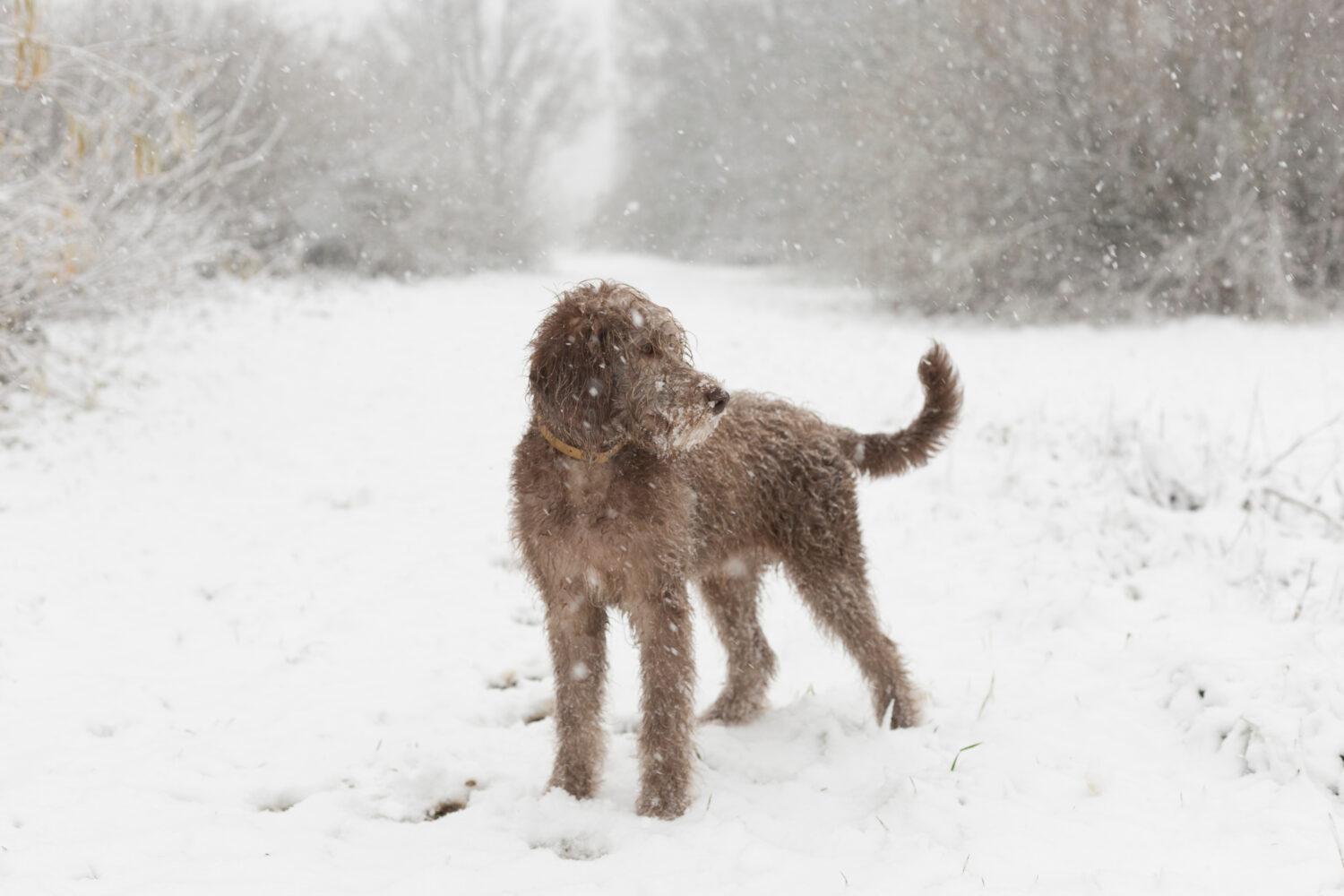 Labradoodle, 5 mesi, neve