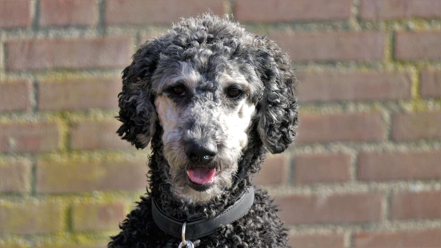 Ritratto frontale di un labradoodle grigio