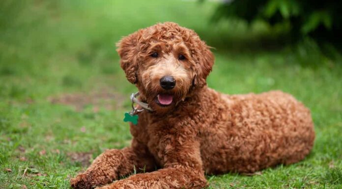 Labradoodle