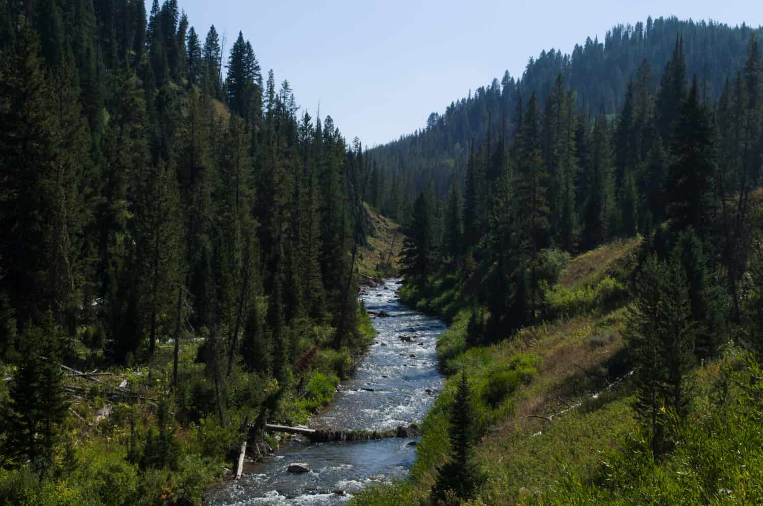 Ruscello di montagna nella foresta nazionale di Bridger-Teton, Wyoming negli Stati Uniti