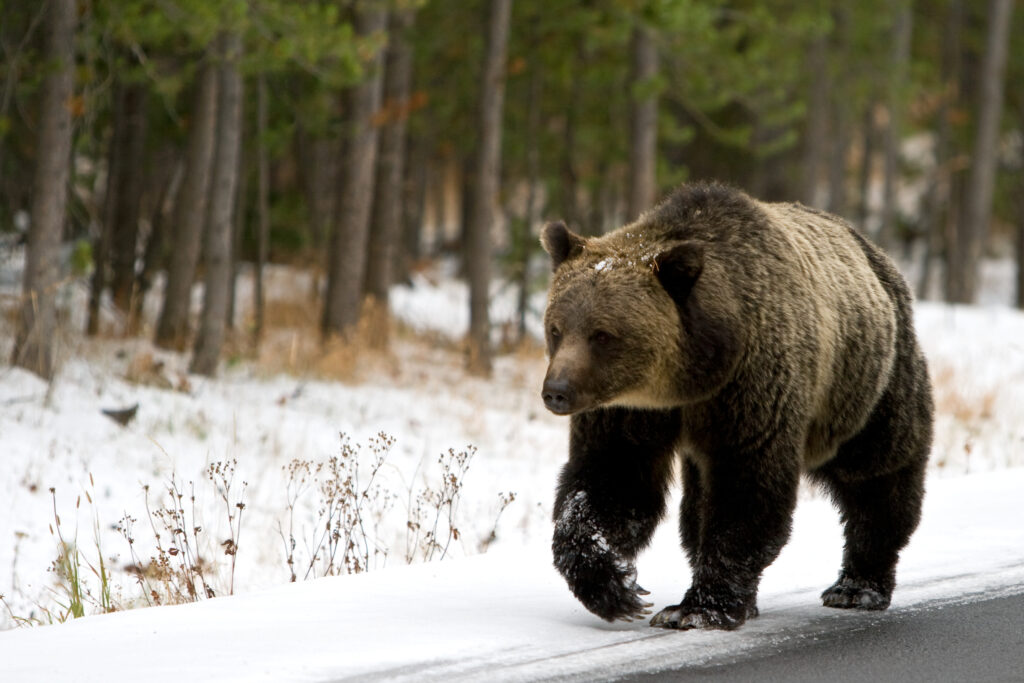 Gli orsi grizzly di Yellowstone possono essere più pericolosi quando emergono per la prima volta dal letargo.