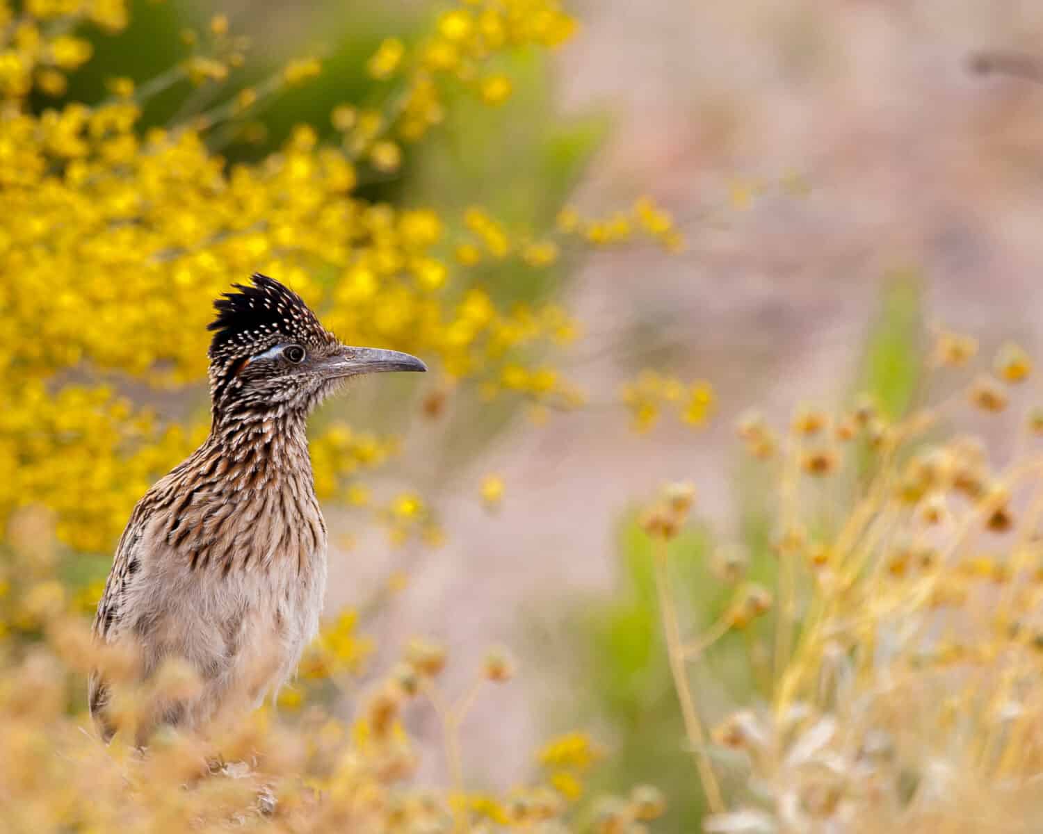 Greater roadrunner seduto tra fiori selvatici gialli a Glendale, in Arizona.